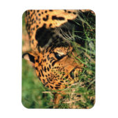Leoparden im Gras Magnet (Vertikal)