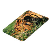Leoparden im Gras Magnet (Linke Seite)