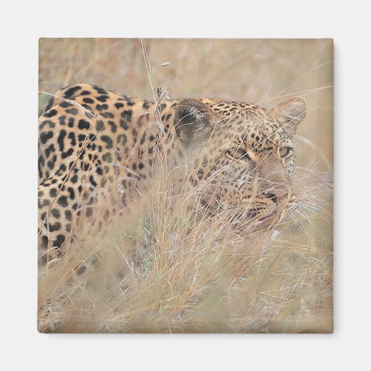 Leoparden im Grasland verhüten Magnet (Vorne)