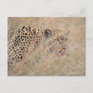 Leoparden im Grasland verhüten Postkarte