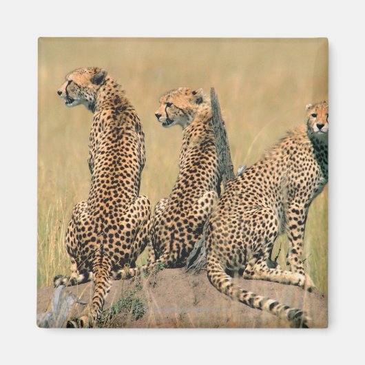 Leoparden Magnet (Vorne)
