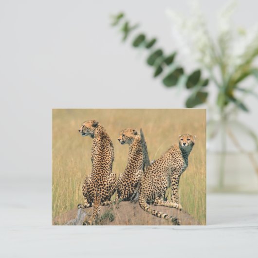 Leoparden Postkarte (Stehend Vorderseite)