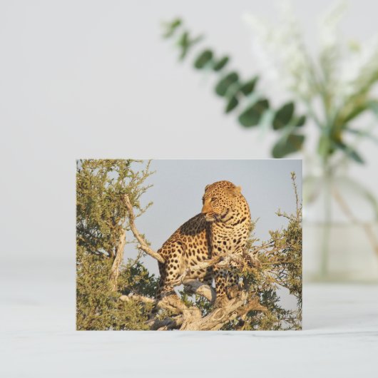 Leoparden Postkarte (Stehend Vorderseite)