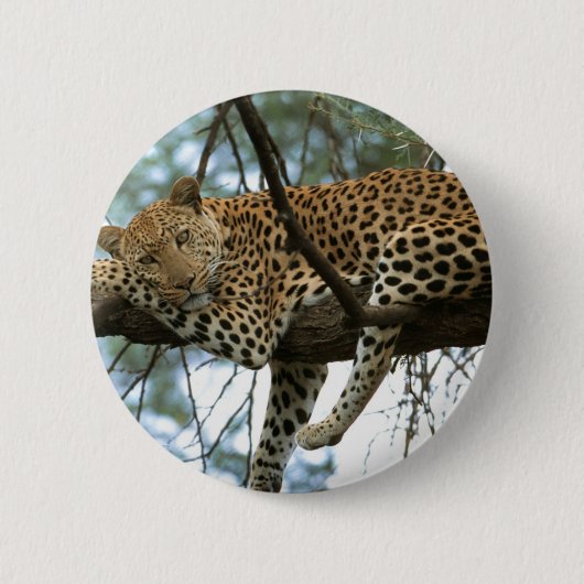 Leoparden-Ruhen im Baum Button (Vorderseite)