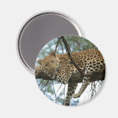 Leoparden-Ruhen im Baum Magnet (Vorderseite/Rückseite)