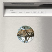 Leoparden-Ruhen im Baum Magnet (In Situ (Geschirrspüler))