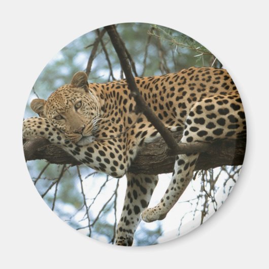 Leoparden-Ruhen im Baum Magnet (Vorne)