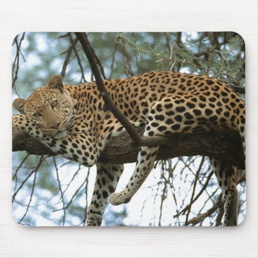 Leoparden-Ruhen im Baum Mousepad (Vorne)