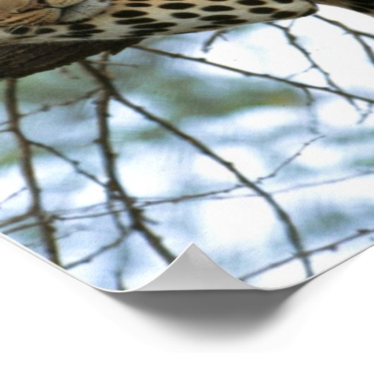Leoparden-Ruhen im Baum Poster (Ecke)