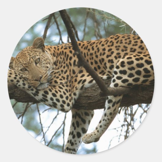 Leoparden-Ruhen im Baum Runder Aufkleber (Vorderseite)