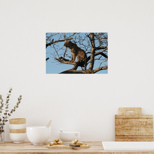 Leoparden während des Sitzens auf einem Baumstreif Poster (Küche)