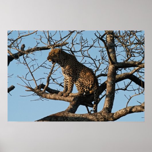Leoparden während des Sitzens auf einem Baumstreif Poster (Vorne)