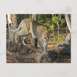 Leoparden zu Fuß, der auf Sie wächst Postkarte