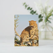 Leopardenbaum Postkarte (Stehend Vorderseite)