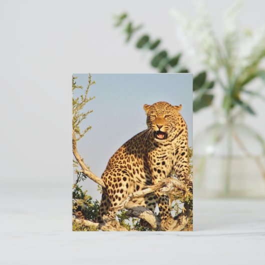 Leopardenbaum Postkarte (Stehend Vorderseite)