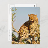 Leopardenbaum Postkarte (Vorne/Hinten)