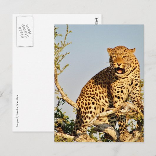 Leopardenbaum Postkarte (Vorne/Hinten)
