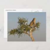 Leopardenbeobachtung Postkarte (Vorne/Hinten)