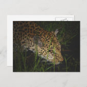 Leopardengetränk in wilden Safari-Postkarten Postkarte (Vorne/Hinten)