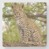 Leopardengürtel an der Limbe. Steinuntersetzer (Vorderseite)