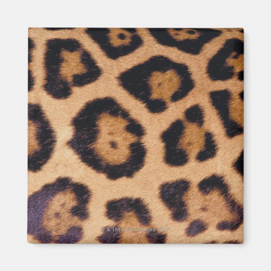 Leopardenhaut Magnet (Vorne)
