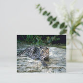 Leopardenjunge Postkarte (Stehend Vorderseite)