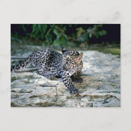 Leopardenjunge Postkarte (Vorderseite)