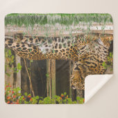 Leopardenkatze (50" x 60") sherpadecke (Vorderseite (Horizontal))