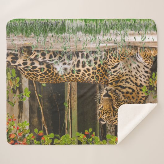 Leopardenkatze (50" x 60") sherpadecke (Vorderseite (Horizontal))