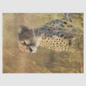 Leopardenmasken in der Nachmittagssonne Seidenpapier (Vorderseite)