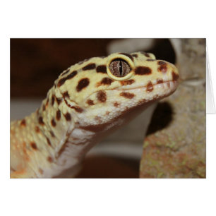 LeopardGecko
