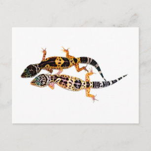 Leopardgecko Pärchen Postkarte