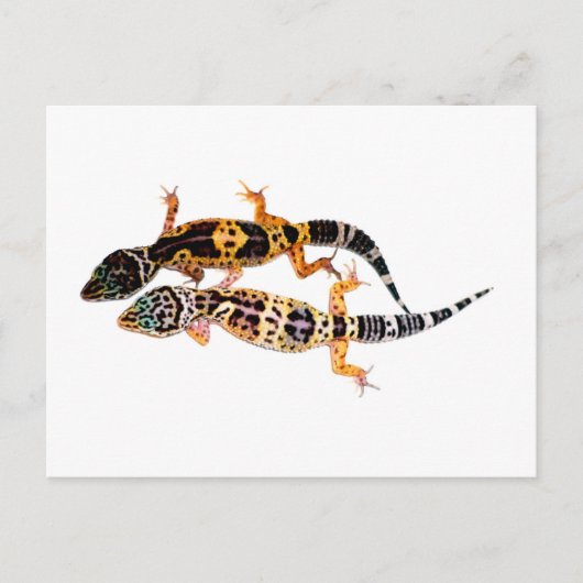 Leopardgecko Pärchen Postkarte (Vorderseite)