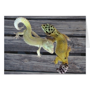 LeopardGeckos - Mantel vieler Farben