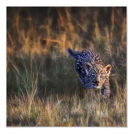 Leopardjunge Panthera Pardus Fotodruck (Vorne)