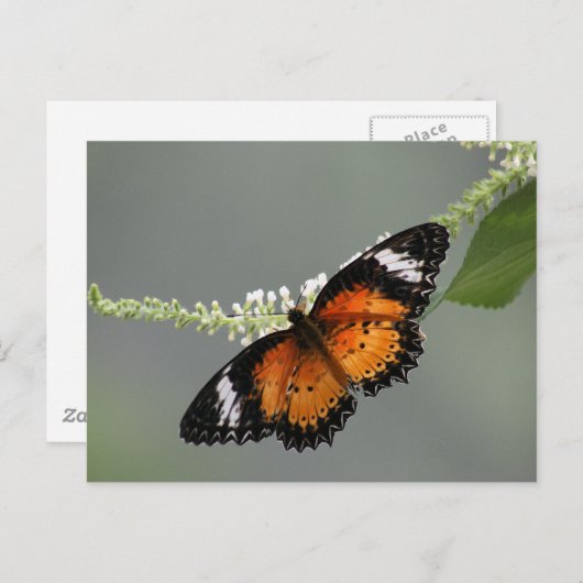 LeopardLacewing Postkarte (Vorne/Hinten)