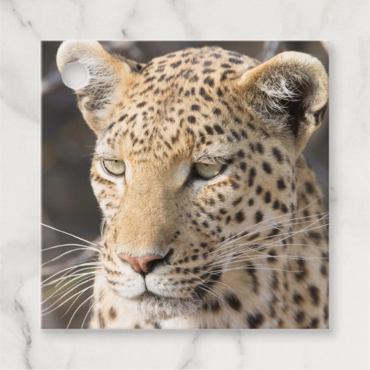 Leopardportrait Geschenkanhänger (Vorderseite)