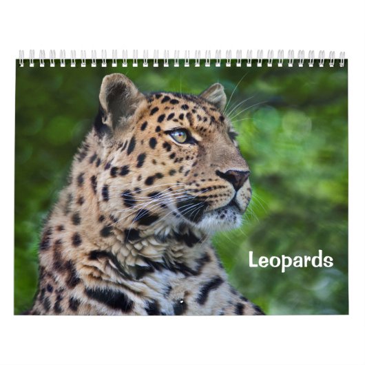 Leopards-Kalender Kalender (Titelbild)