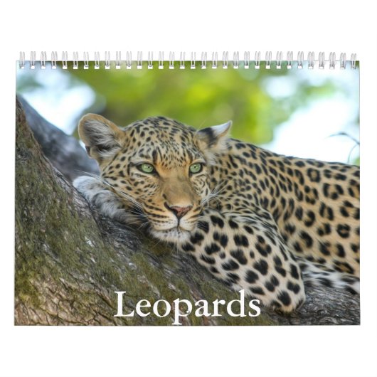 Leopards-Kalender Kalender (Titelbild)