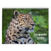 Leopards-Kalender Kalender (Titelbild)