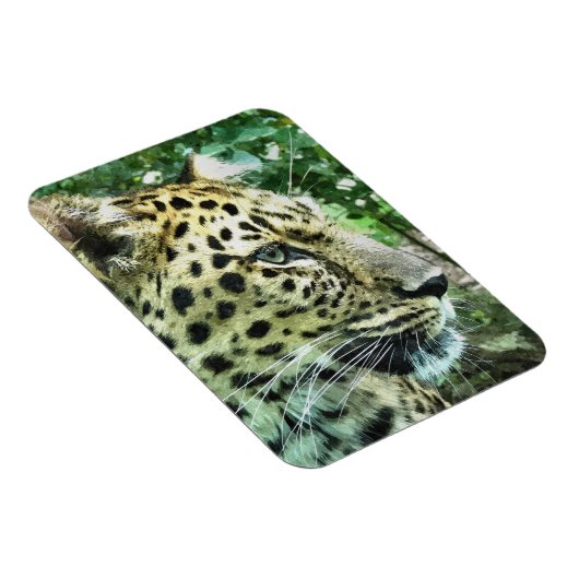 LEOPARDS MAGNET (Rechte Seite)