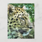 LEOPARDS POSTKARTE (Vorderseite)