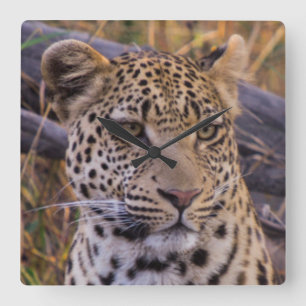 Leopardsitzen, Botswana, Afrika Quadratische Wanduhr