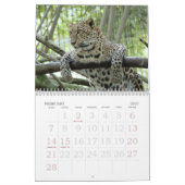 LeopardSundari_008, Leopard Sundari Kalender (Feb 2027)