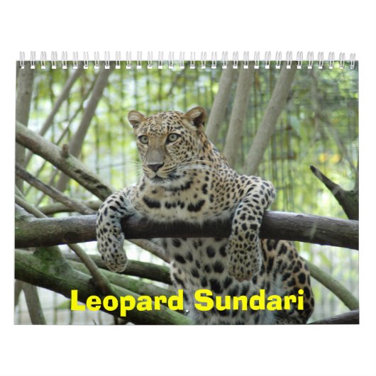 LeopardSundari_008, Leopard Sundari Kalender (Titelbild)