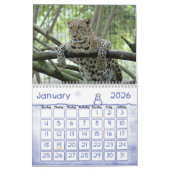 LeopardSundari_010, Leopard Kalender (Jan 2026)