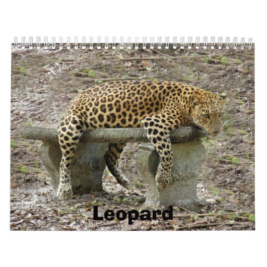 LeopardSundari_010, Leopard Kalender (Titelbild)