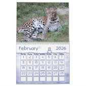 LeopardSundari_010, Leopard Kalender (Feb 2026)