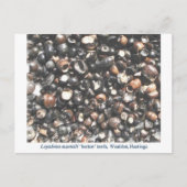 Lepidotes zerkleinern Zahnfossilien Postkarte (Vorderseite)