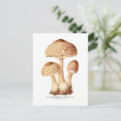 Lepiota procera postkarte (Stehend Vorderseite)